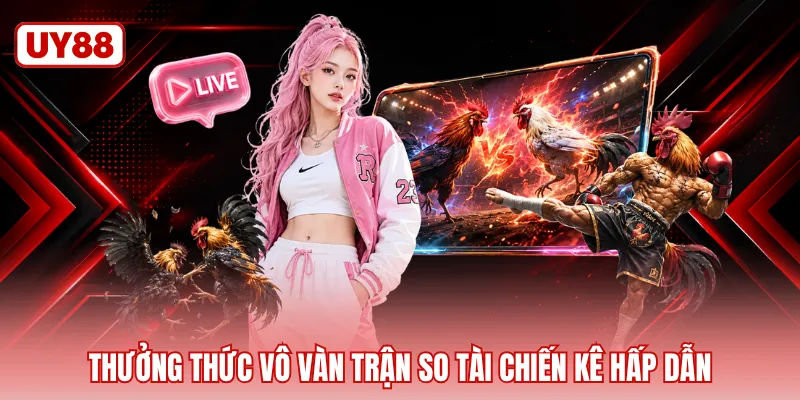 Thưởng thức vô vàn trận so tài chiến kê hấp dẫn
